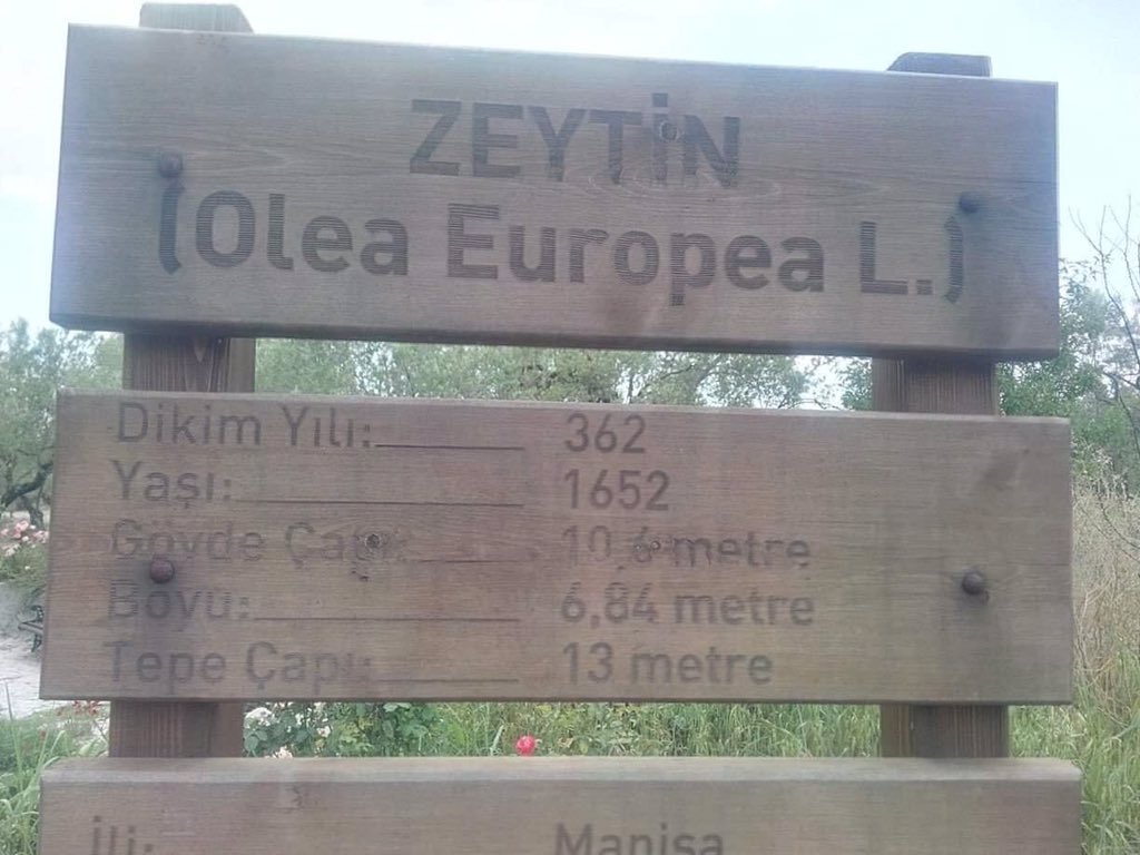 Manisa’daki Bu Ağaç Hz. İsa Ile Yaşıt (2)