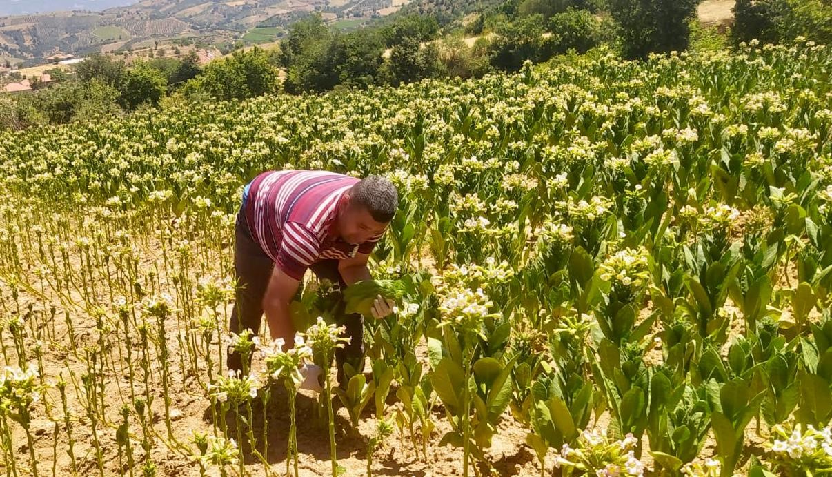 Sarıgöl’de Tütün Kırımı Başladı (2)