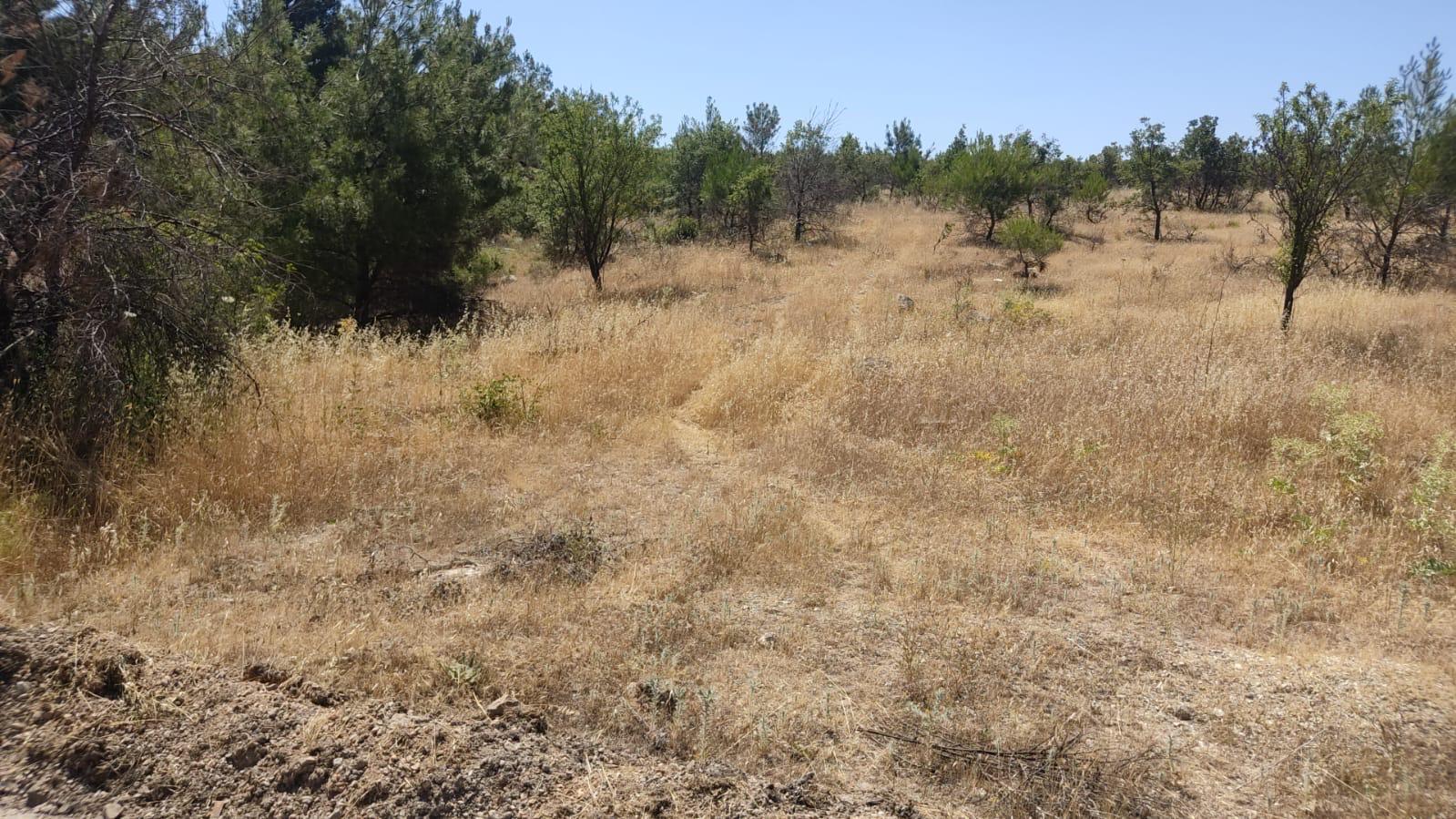 Yangına Karşı Yeşil Kalkan Manisa Yunusemre’de Yeşil Seferberlik (2)